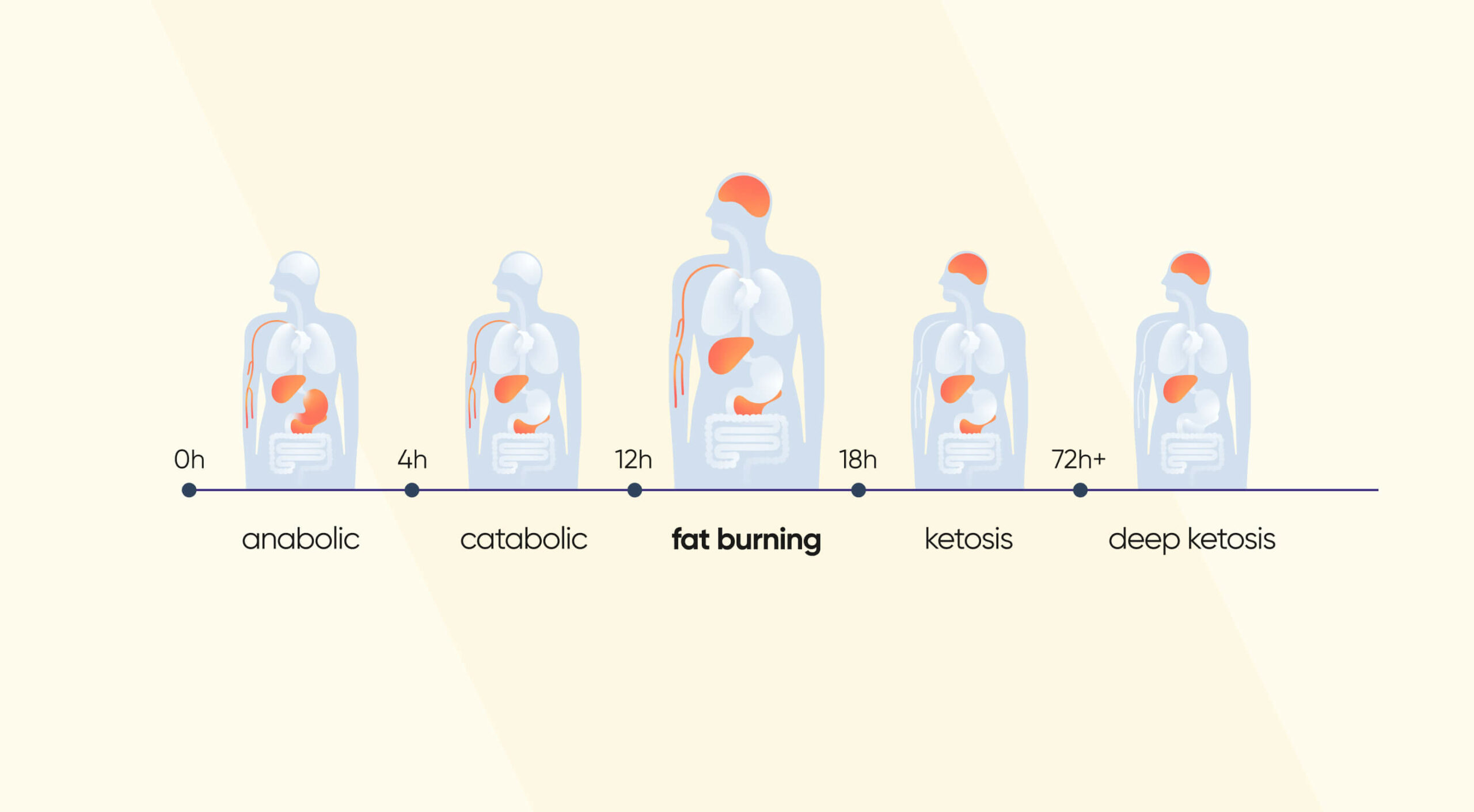 Belly fat burner timeline